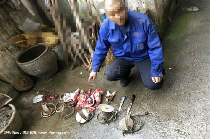 查獲的獵捕工具及被宰殺動物的頭