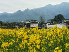 黟縣：南屏村油菜花提前開了 最佳花期在下月（圖）