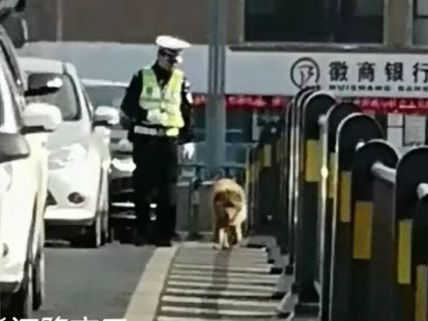 合肥交警引導迷路大狗離開機動車道（視頻）