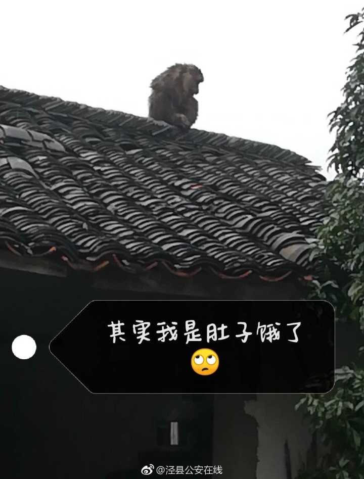 涇縣：“孫大圣”餓了跑進村民家  吃飽喝足才離開 