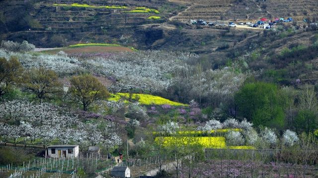 壽縣2019年八公山桃李芬芳旅游季正式啟動