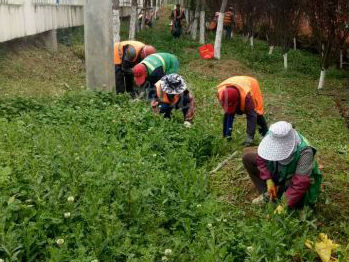雜草搶“風頭” 拔除后還可變廢為寶