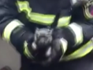暖心！屠宰場突然起火 消防員救出2只小奶狗