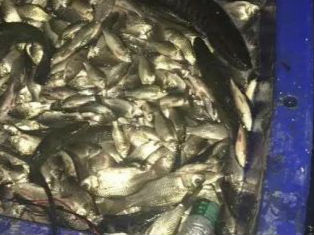 今晨兩男子阜陽一河內電魚當場被抓