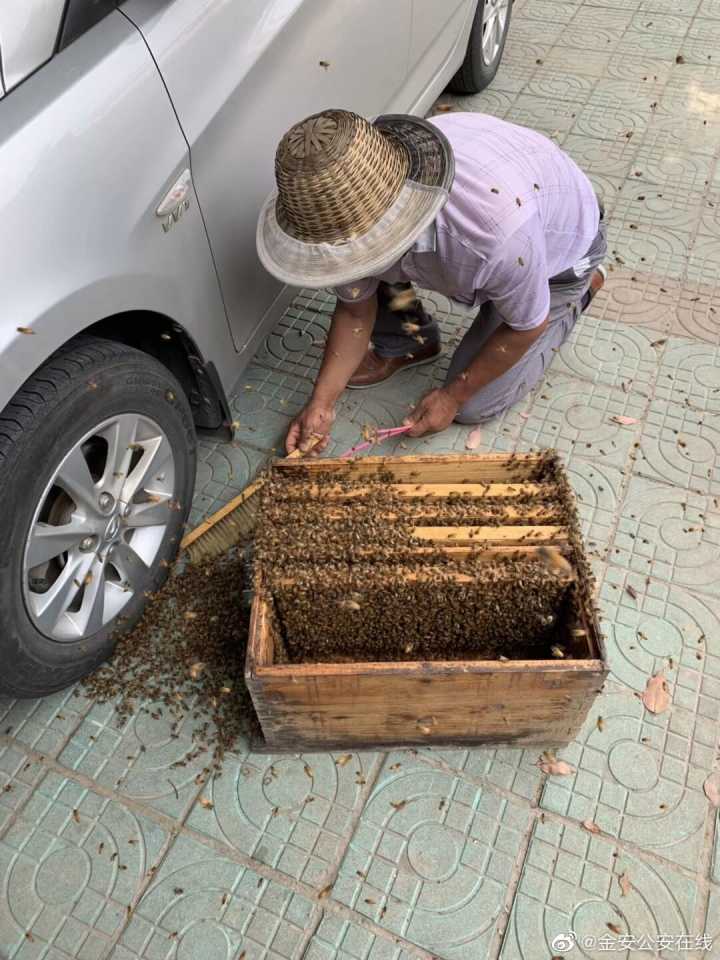 六安：成群蜜蜂跑到派出所來“報案” 