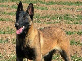 2條惡犬咬死路人 狗主人被判賠償24萬獲刑3年