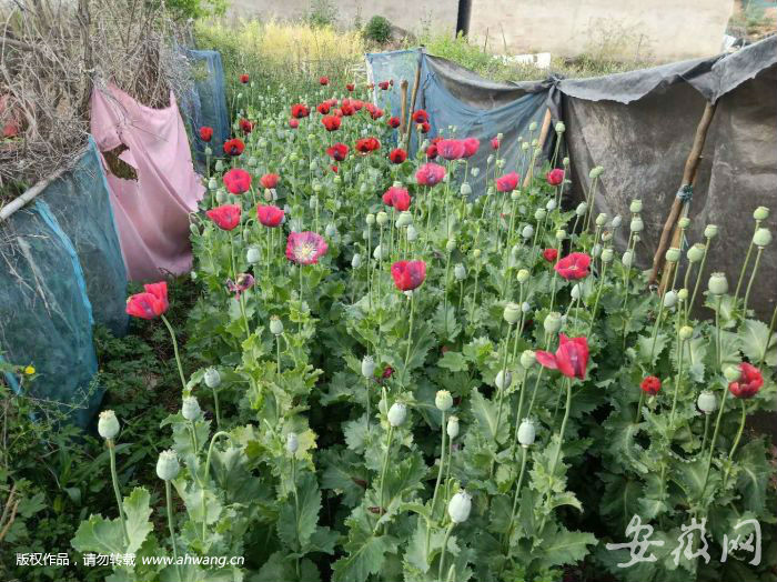 鳳陽一村民種植罌粟竟用帷帳遮掩  難逃民警火眼金睛