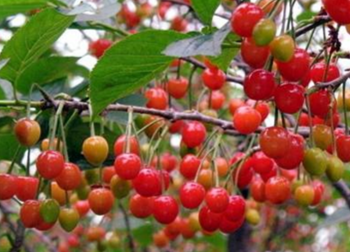 【蘇登芬】五月櫻桃