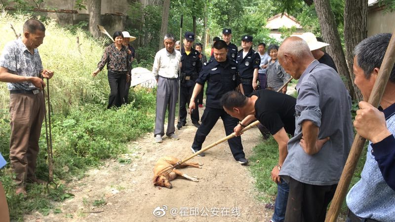 兩槍擊斃！瘋狗村里見人就咬，霍邱特警果斷出擊