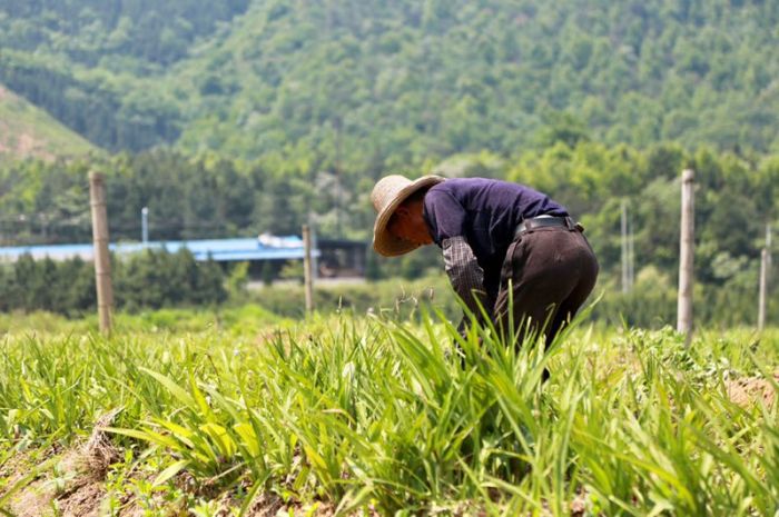 池州市貴池區白芨種植基地：特色中藥材產業 助力脫貧攻堅