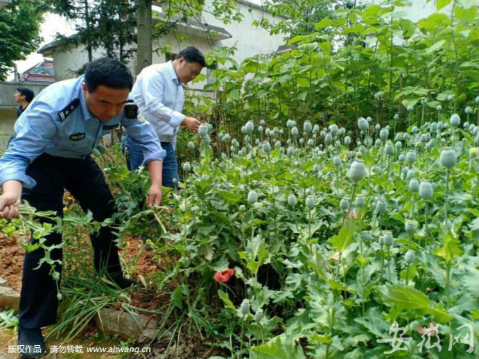 無為七旬老太非法種植罌粟645株 被采取刑事強制措施