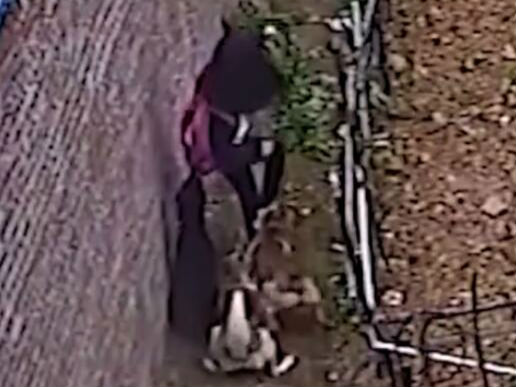 女孩放學途中被3條惡犬撲倒在地 好心人及時救援