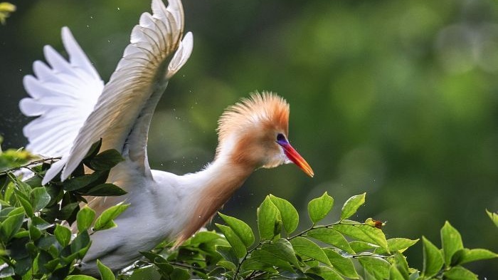 長豐杜集鳥島  合肥的“百鳥園”