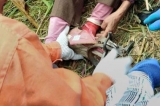太湖老人踩“老虎夾”被困深山 當?shù)卣{查何人布置