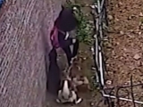 女孩放學(xué)途中被3條惡犬撲倒在地 好心人及時救援