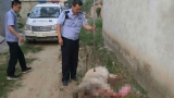 惡犬逃竄村中發(fā)狂亂叫 主人請求蕭縣民警將犬擊斃