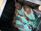 池州一市民路邊發現4只白胸翡翠鳥  屬省二級保護動物