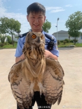“呆萌鷹”闖入居民家，金寨民警愛(ài)心救護(hù)