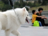 馬鞍山養(yǎng)狗也要“計分”  計滿12分沒收犬只