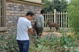 野生梅花鹿闖入高速收費站 屬國家一級保護動物