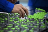 細胞能量工廠病了難根治？細菌毒素助“基因剪刀”精準發力