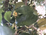 痛！300年桂花巷桂花樹被砍光