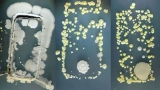 云南女子吃野生菌后看到小精靈 中毒后出現幻覺