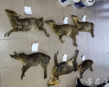非法狩獵省級保護動物  安慶市森林公安當場抓獲三名嫌疑人