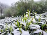 黃山高山降雪   茶芽或被凍傷