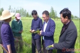 望江縣：中草藥種植拓寬脫貧致富新渠道