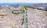 沙海變桑田的中國奇跡——陜西省榆林市“清退”毛烏素沙漠的生態實踐調查
