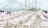 小小菌棒托起脫貧新希望