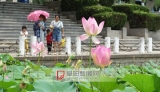 降水間歇 氣溫回升