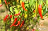 吳辰：蔬菜紅顏