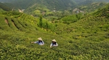 潛山深度挖掘茶文化助力鄉村振興