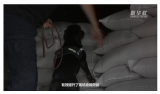 國際禁毒日 緝毒犬亮身手