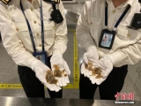 兩部門就《國家重點保護野生動物名錄》公開征求意見