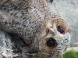 安徽寧國連續救助兩只國家二級保護動物——領角鸮