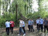一團伙在紫蓬山國家森林公園濫伐林木100多噸  