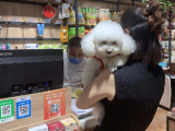 合肥養犬管理條例實施：申領犬只登記證 別自行打疫苗