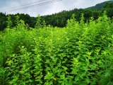 城西鄉大龍村：小艾草托起致富夢