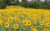 疫情下薩拉熱窩老城區(qū)評(píng)選“最佳花園與陽臺(tái)”
