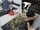 非法捕魚販賣 嫌疑人被馬鞍山警方抓獲