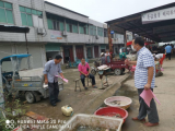 謝家集區(qū)市場局開展打擊市場銷售長江流域非法捕撈漁獲物專項行動