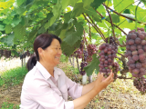 定遠縣激發貧困婦女創業熱情，涌現出一批自立自強巾幗模范