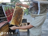 【走向我們的小康生活】休寧縣海陽鎮(zhèn)：勤勞養(yǎng)蜂人 甜蜜脫貧路 