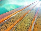 守護(hù)青海湖湟魚重生的力量