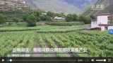 云南迪慶：葡萄成群眾脫貧增收重要產業
