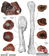首次！科學家在有角恐龍化石中診斷出惡性腫瘤