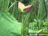 杭州西溪荷塘并蒂蓮開花一天就被折，景區加強巡邏